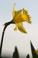 Daffodil Picture