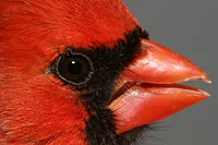 Cardinal Picture