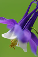 Columbine Flower Picture