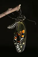 Butterfly Picture