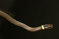 Snake Picture