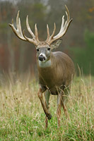 Monster Buck Picture