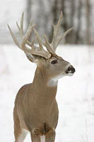 Huge Buck Picture