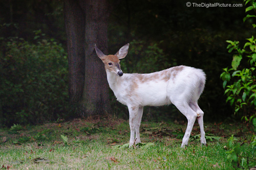 Piebald Whitetailed Deer Picture