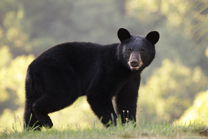 Pennsylvania Black Bear 2