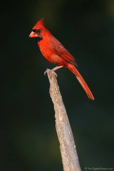 male cardinal male cardinal
