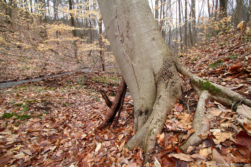 wicrest beechnut today wicrest beechnut today