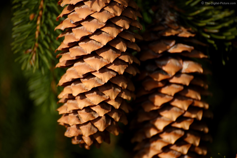 Weeping Norway Spruce Pine Cones