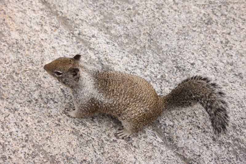 California Ground Squirrel : A Baby California Ground Squirrel Otospermophilus Beecheyi Sits Under A Bush At The Supulveda Basin Wildlife Reserve Los Angeles Ca Stock Photo Alamy - Live traps are humane variants, which are always available and will serve you many times.