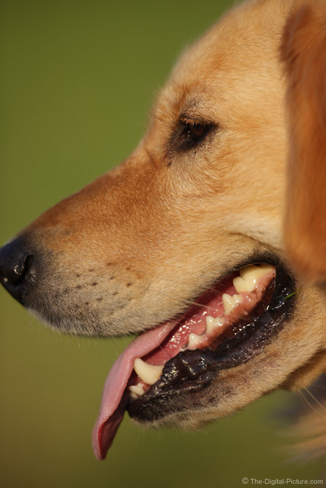 Dog Head Shot