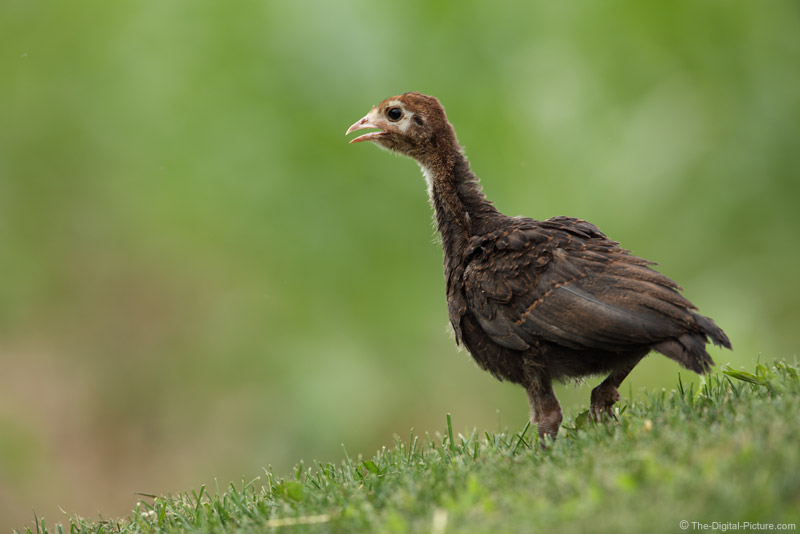 Baby turkey