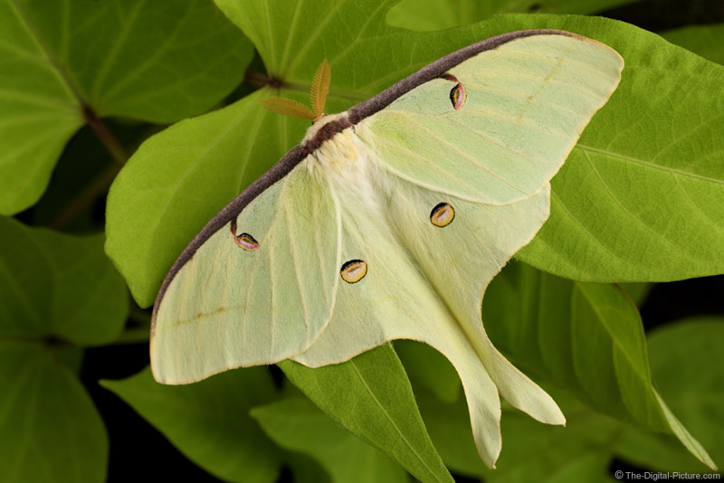 Luna Moth on Green
