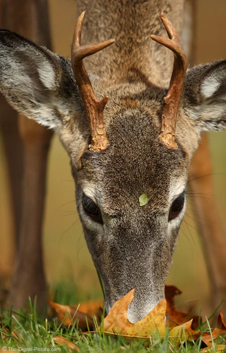 Small buck on sale