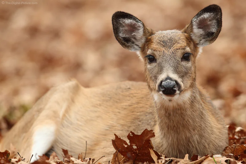 Bedded Button Buck