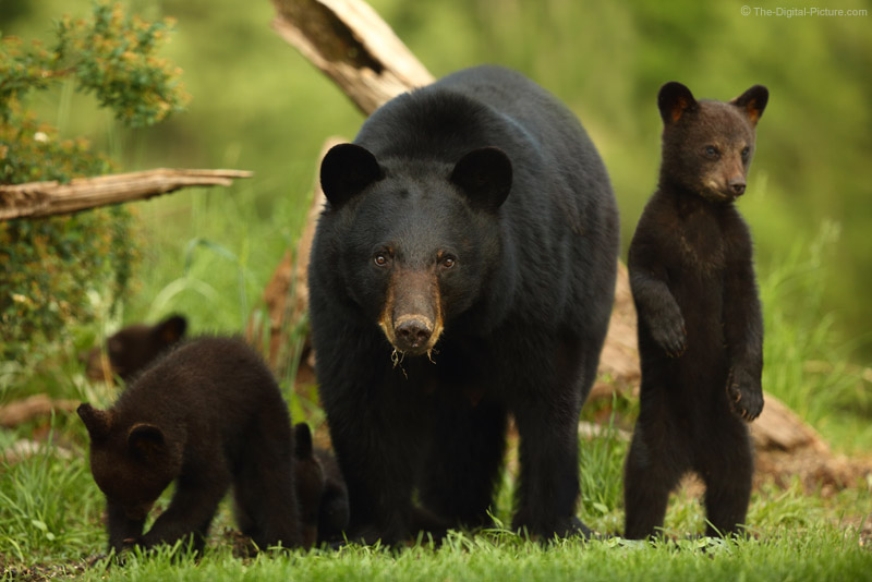Black Bear Sow and Four Cubs