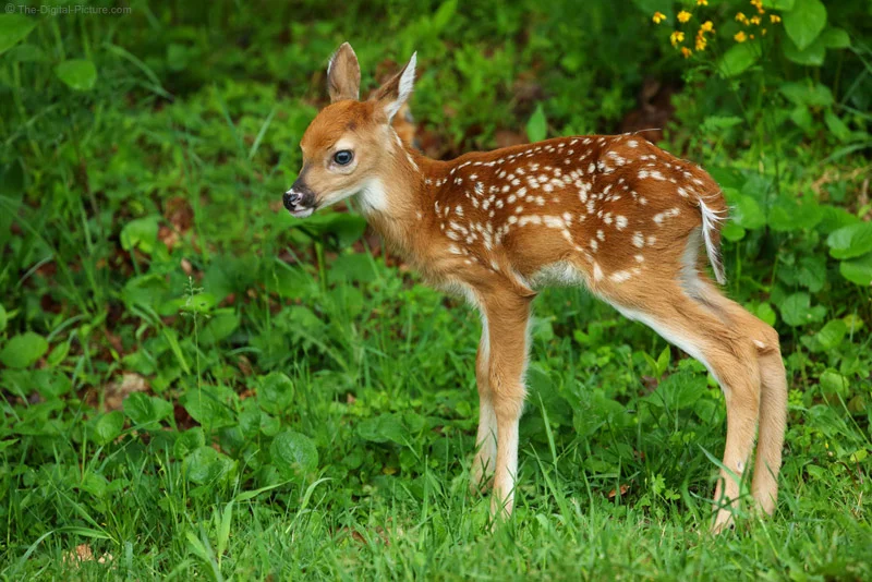 White tailed Deer Fawn Shenandoah National Park