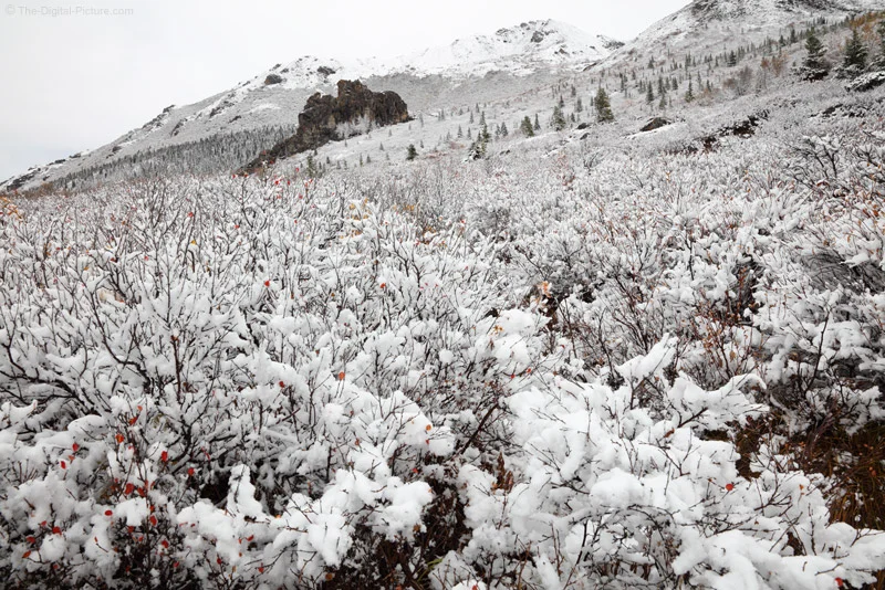 Summer snow 2015 deals