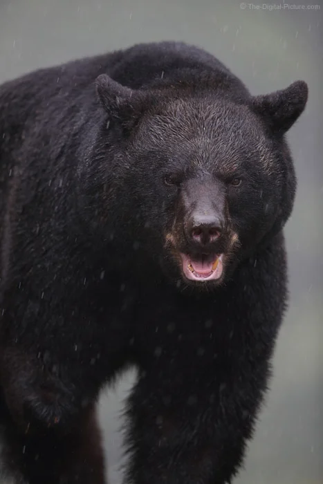 Angry Pennsylvania Black Bear in the Rain