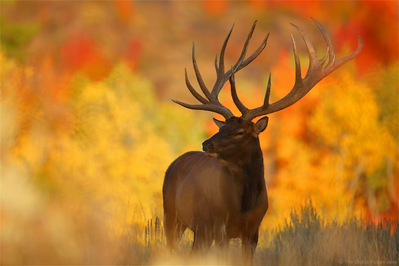 Huge Bull Elk and Fall Foliage