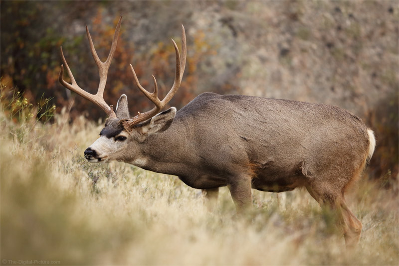 Lessons from a Mule Deer Buck, Rocky Mountain National Park