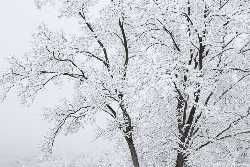Welcome to Winter with a Fresh Blanket of Snow