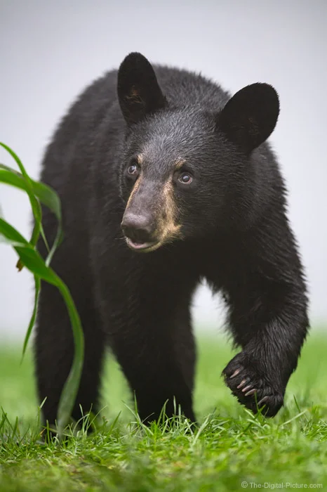 Cute Black Bear Cub in the Fog