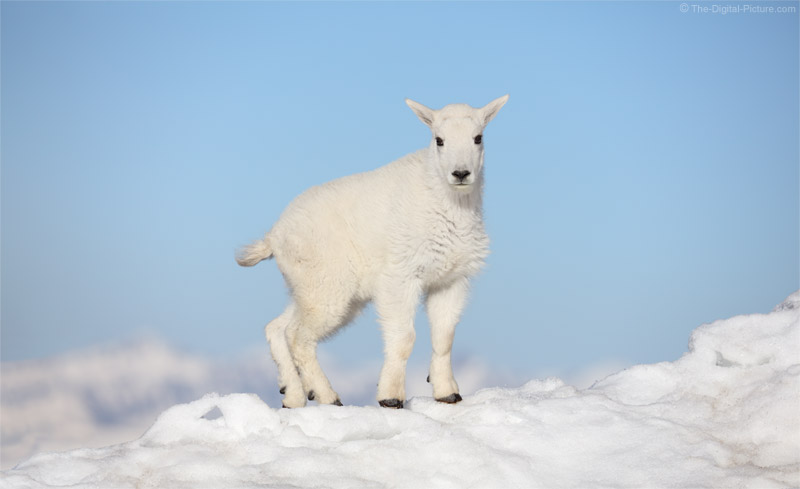 Baby Mountain Goat Against A Baby Blue Sky