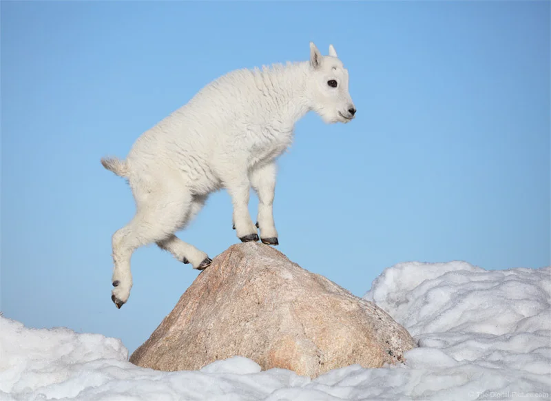 Baby Mountain Goat on a Rock, Mount Evans, Colorado