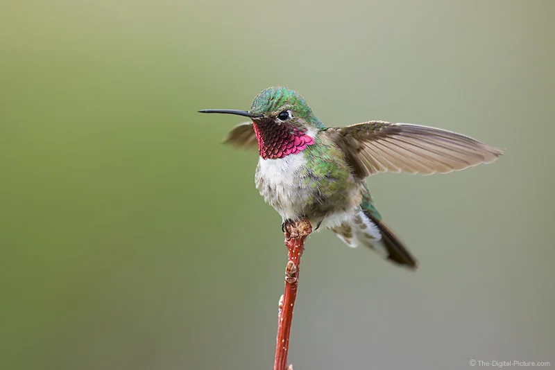 Broad-Tailed Hummingbird, Rocky Mountain National Park Broad-Tailed Hummingbird, Rocky Mountain National Park